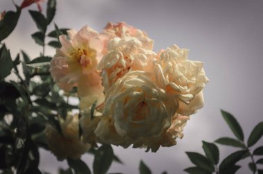 Delicate peach roses in a full bloom in the garden. Close-up photo. Dark green background. Orange floribunda rose in the garden. Garden concept. Rose flower blooming on background blurry roses flower