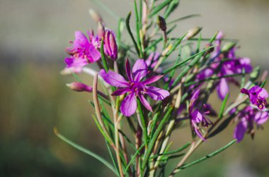 Fireweed or rosebay willowherb. Beautiful violet pink blossoming fireweed flowers during sunny summer day. Summer background.