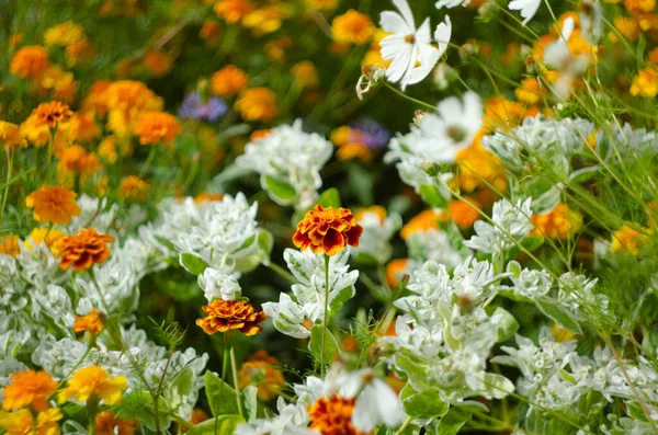 Euphorbia Marginata White Green Flowers Snow Mountain Garden — Photo