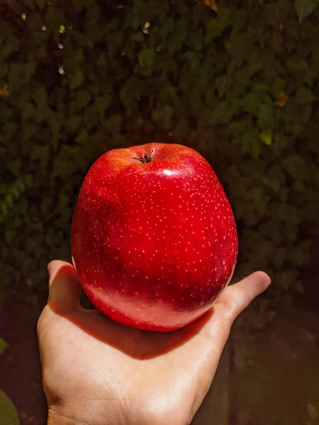 Frau Hält Einen Reifen Roten Apfel Der Hand Apfelbaumgarten — Stockfoto