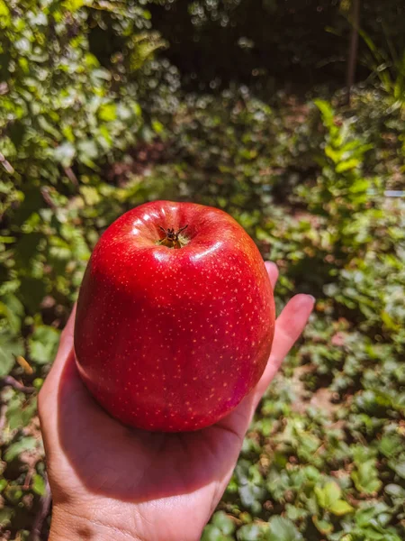 Frau Hält Einen Reifen Roten Apfel Der Hand Apfelbaumgarten — Stockfoto