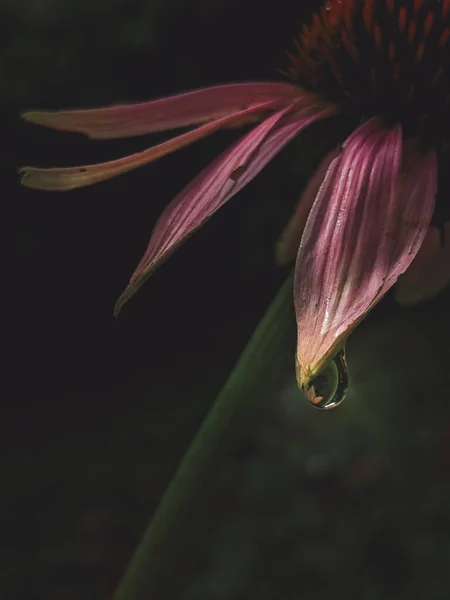 Echinacea Pink flower petals with water drop close up. Macro photography of flower petals with dew.