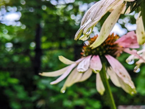 Echinacea purpurea,flowering medicinal plant,rudbeckia,medicinal plant close up