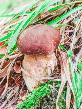 Ormanda beyaz mantar. Beyaz mantar yakın plan. Ormanda mantar. Mantar makro görünümü