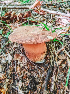Ormanda beyaz mantar. Beyaz mantar yakın plan. Ormanda mantar. Mantar makro görünümü