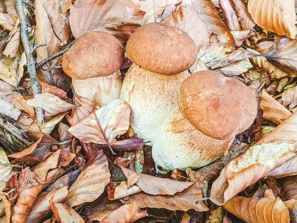 Weiße Pilze Wald Weiße Pilze Nahaufnahme Pilz Wald Makro Ansicht — Stockfoto