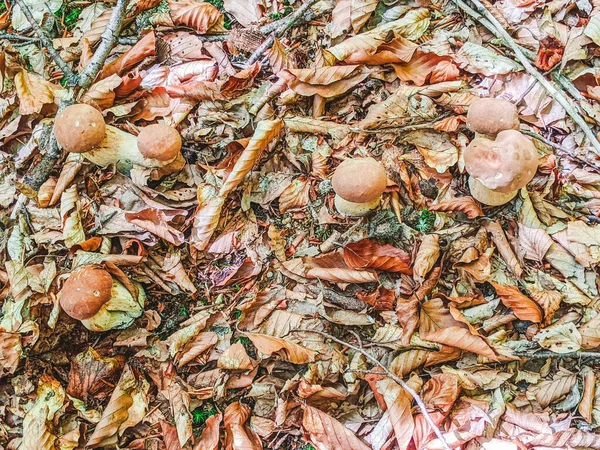 Weiße Pilze Wald Weiße Pilze Nahaufnahme Pilz Wald Makro Ansicht — Stockfoto