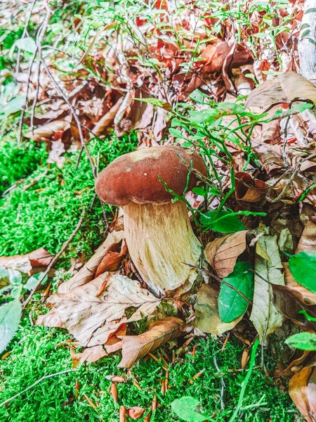 Champignon Blanc Dans Forêt Champignon Blanc Gros Plan Champignon Dans — Photo