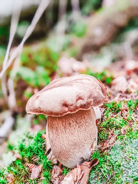 White mushroom in the forest. White mushroom closeup. Mushroom in forest. Mushroom macro view