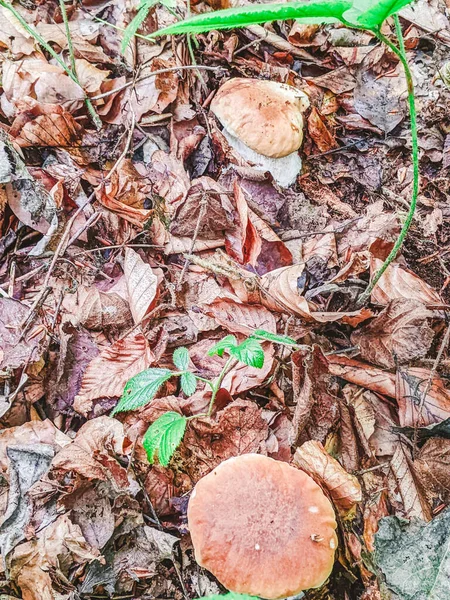 Weiße Pilze Wald Weiße Pilze Nahaufnahme Pilz Wald Makro Ansicht — Stockfoto