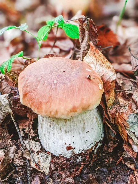 White mushroom in the forest. White mushroom closeup. Mushroom in forest. Mushroom macro view