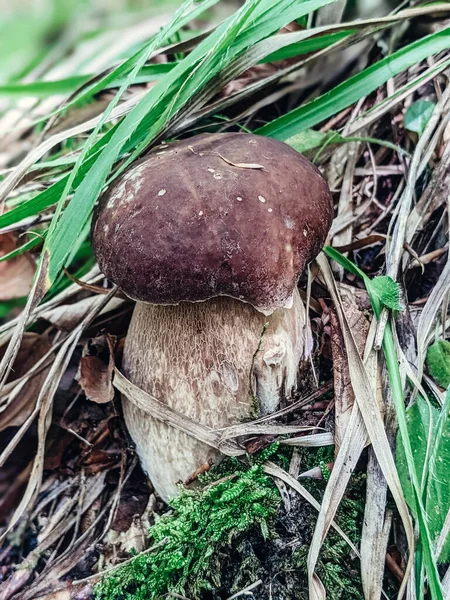 White mushroom in the forest. White mushroom closeup. Mushroom in forest. Mushroom macro view