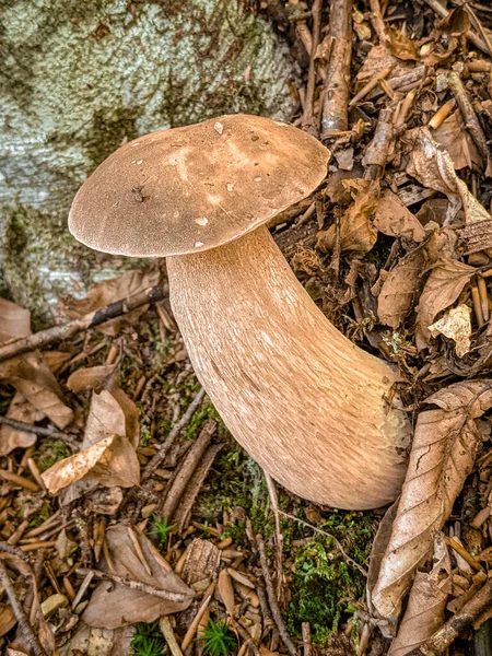 White mushroom in the forest. White mushroom closeup. Mushroom in forest. Mushroom macro view