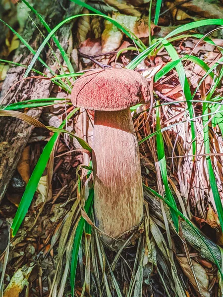 White mushroom in the forest. White mushroom closeup. Mushroom in forest. Mushroom macro view