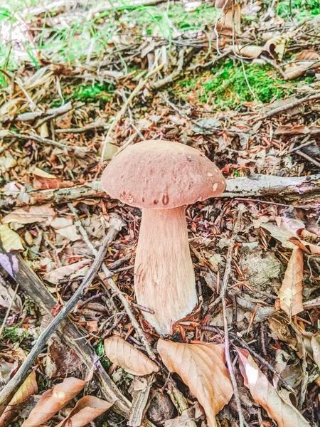 White mushroom in the forest. White mushroom closeup. Mushroom in forest. Mushroom macro view