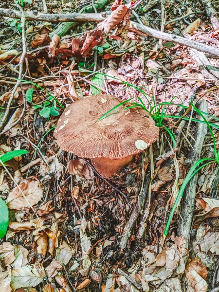 森林里的白色蘑菇 白色蘑菇特写 森林里的蘑菇蘑菇宏观视图 — 图库照片