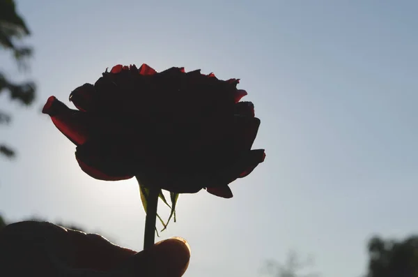 Красная Роза Цветок Природа Красивые Цветы Сада Человеческая Рука Держа — стоковое фото