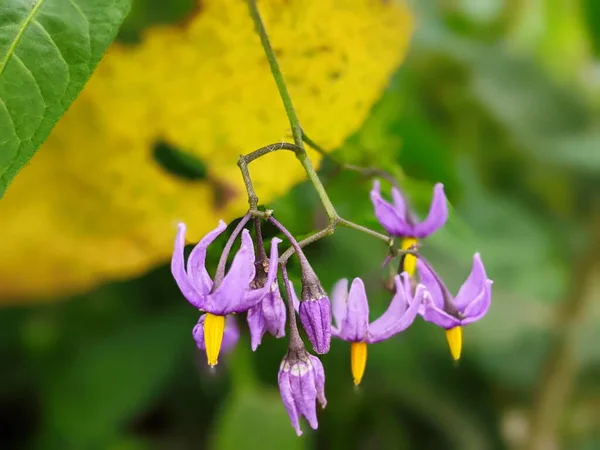 Solanum Dulcamara Virág Mezőn Közelről — Stock Fotó