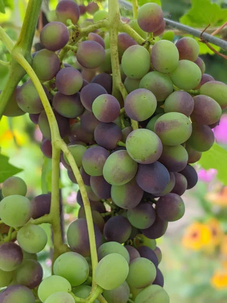 Bouquet Raisins Sur Vigne Plantation Vignes Coucher Soleil Vue Rapprochée — Photo