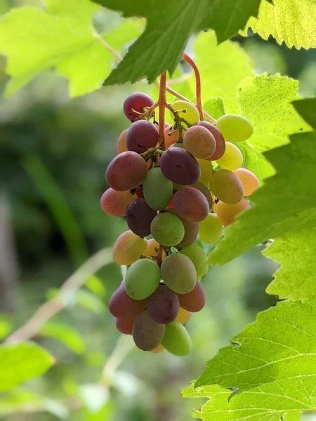 Grappolo Uva Sulla Vigna Della Piantagione Durante Tramonto Vista Vicino — Foto Stock