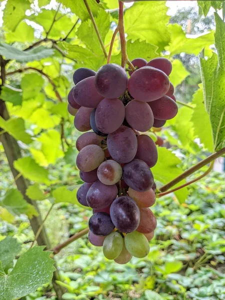 Bouquet Raisins Sur Vigne Plantation Vignes Coucher Soleil Vue Rapprochée — Photo