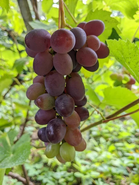 Bouquet Raisins Sur Vigne Plantation Vignes Coucher Soleil Vue Rapprochée — Photo