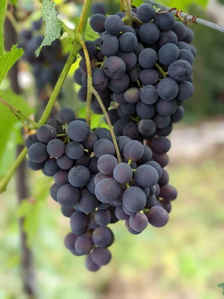 Bouquet Raisins Sur Vigne Plantation Vignes Coucher Soleil Vue Rapprochée — Photo