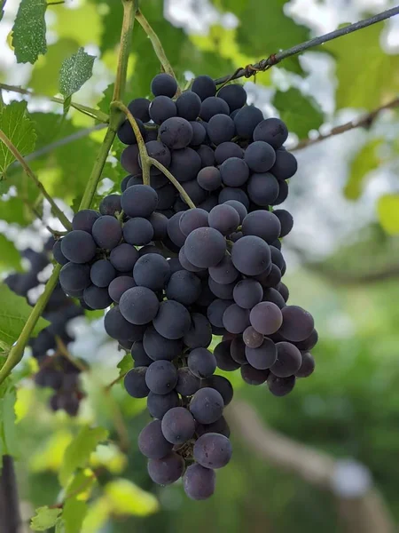 Bouquet Raisins Sur Vigne Plantation Vignes Coucher Soleil Vue Rapprochée — Photo