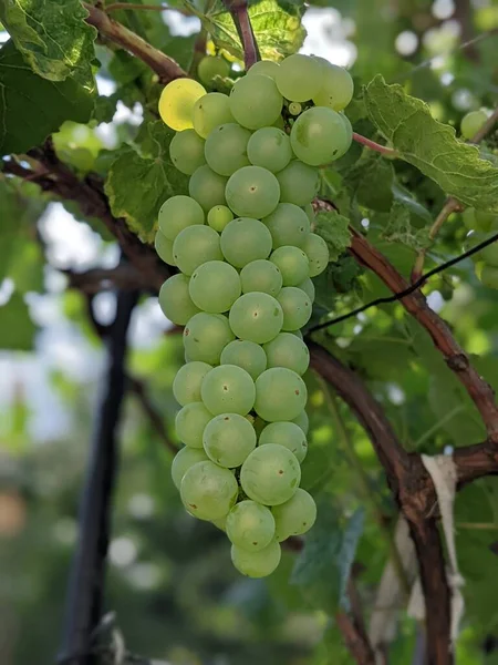 Bouquet Raisins Sur Vigne Plantation Vignes Coucher Soleil Vue Rapprochée — Photo