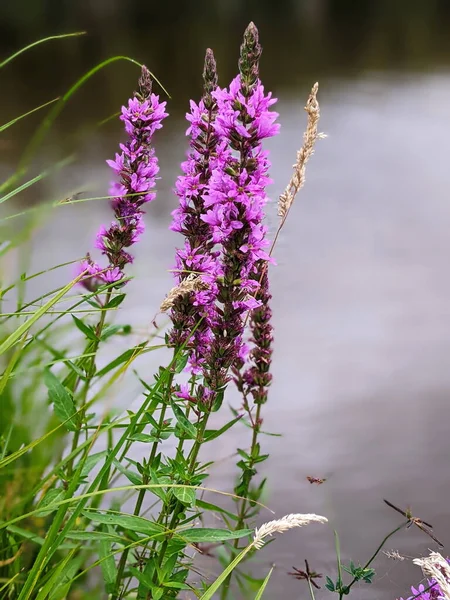 Lythrum Salicaria Rotkehlchen Wächst Sommer Garten Aus Nächster Nähe — Stockfoto