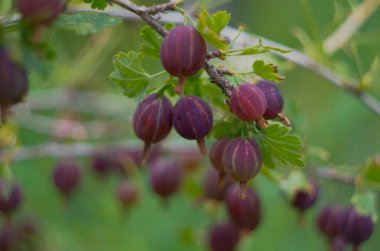 Bahçedeki bektaşi üzümü dalında taze bektaşi üzümü. Yaprakların altında asılı organik bektaşi üzümlerinin yakın plan görüntüsü..