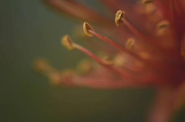 花マクロビューの雄しべ マクロの赤い花の雄蕊 花のマクロピンクの雄蕊 マクロの雄しべ — ストック写真