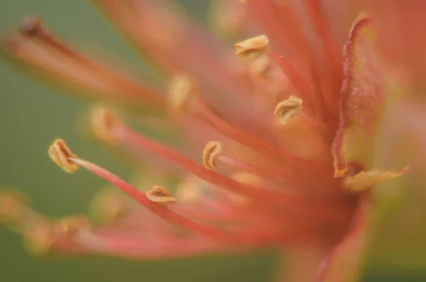 Staubgefäße Einer Blume Makro Ansicht Rote Blütenstaubgefäße Makro Makro Rosa — Stockfoto