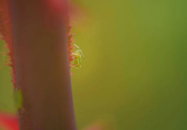 Aphid Kolonisi Nin Yakın Çekimi Yeşil Sinek Veya Yeşil Yaprak — Stok fotoğraf