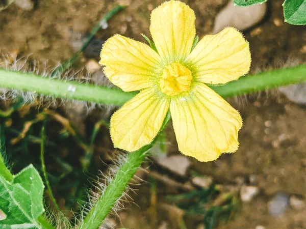 美しい黄色の花弁を持つ若いスイカや柑橘類の花 スイカ水とビタミンの含有量の高い果物の一つ — ストック写真