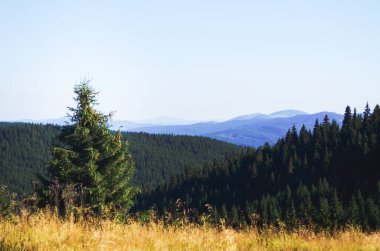 Sabahın erken saatlerinde, gündoğumuyla dağlarda çam ormanlarında