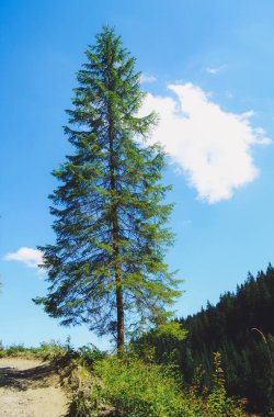 dağ yaz manzarası. sunrise tepede çam ağacı