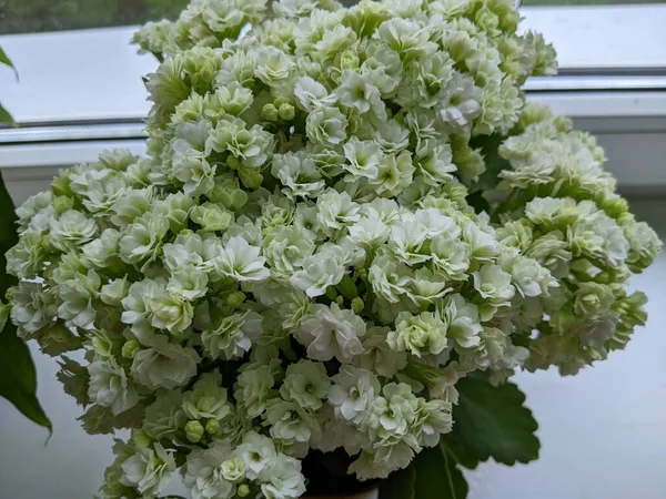 Beyaz Kalanchoe Çiçeği Nin Fotoğrafı Yaygın Olarak Yetiştirilen Bir Bitkisi — Stok fotoğraf