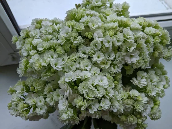 Photo White Kalanchoe Blossfeldiana Powszechnie Uprawianych Roślin Domowych Znany Również — Zdjęcie stockowe