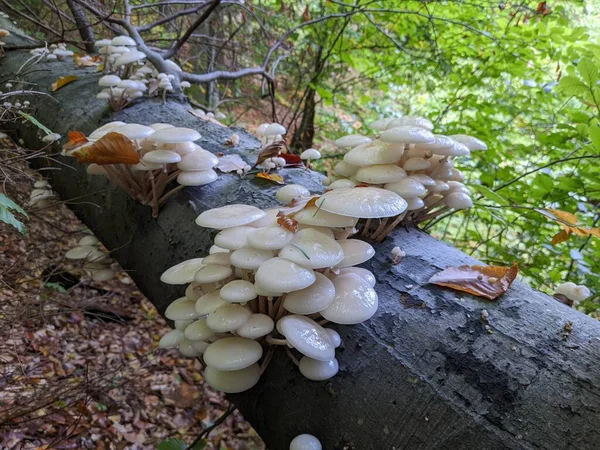 close up of porcelain mushrooms (Oudemansiella mucida) on a oak log in a forest in autumn