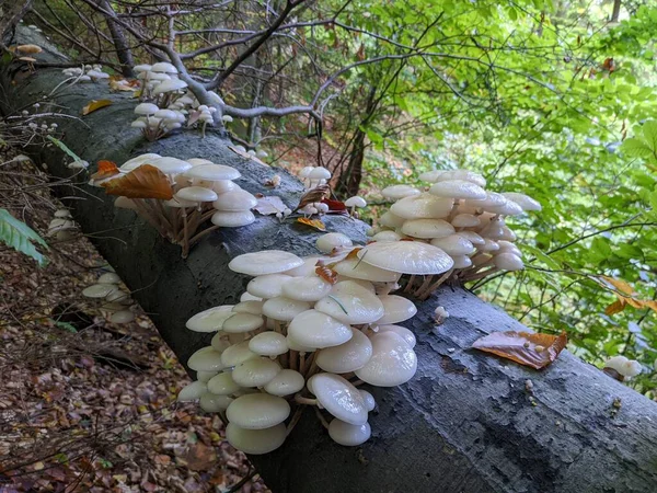 close up of porcelain mushrooms (Oudemansiella mucida) on a oak log in a forest in autumn