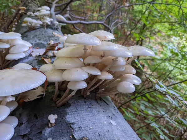 Fim Cogumelos Porcelana Oudemansiella Mucida Tronco Carvalho Uma Floresta Outono — Fotografia de Stock