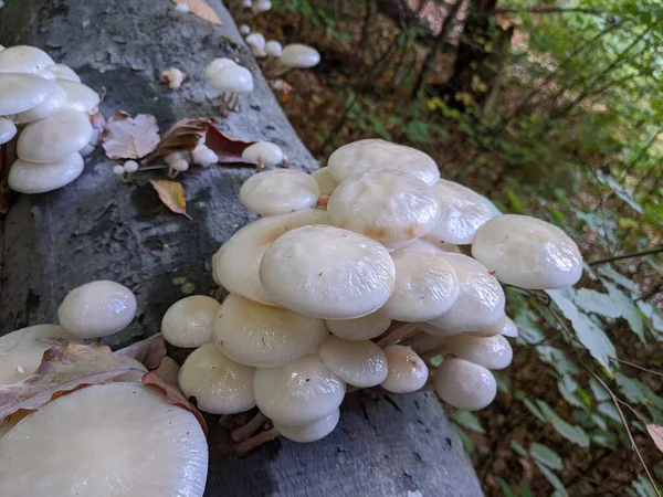 在森林的橡木上密闭着瓷菇 Oudemansiella Mucida — 图库照片