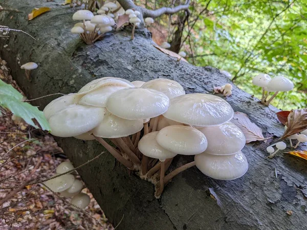Close Porcelain Mushrooms Oudemansiella Mucida Oak Log Forest Autumn — Stock Photo, Image