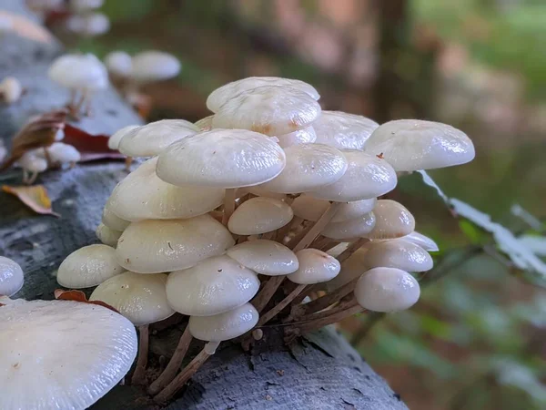 close up of porcelain mushrooms (Oudemansiella mucida) on a oak log in a forest in autumn