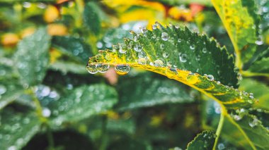 Yağmurdan sonra gül yaprakları üzerinde su damlaları