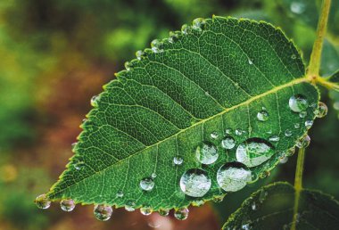 Yağmurdan sonra gül yaprakları üzerinde su damlaları