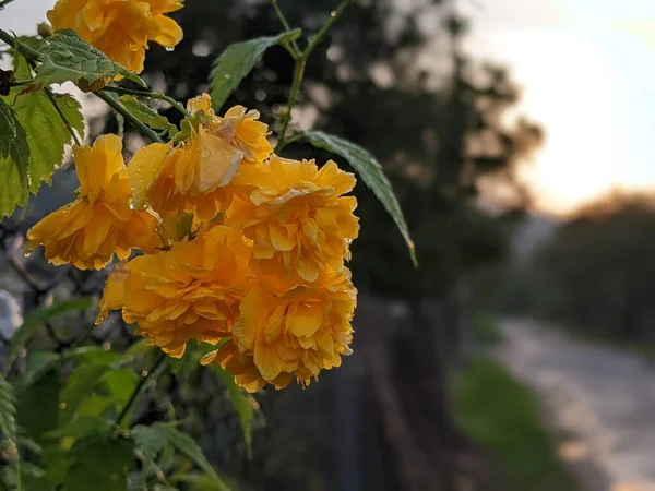 Sarı çiçeğin yakınında Kerria japonica bahçede görüldü..