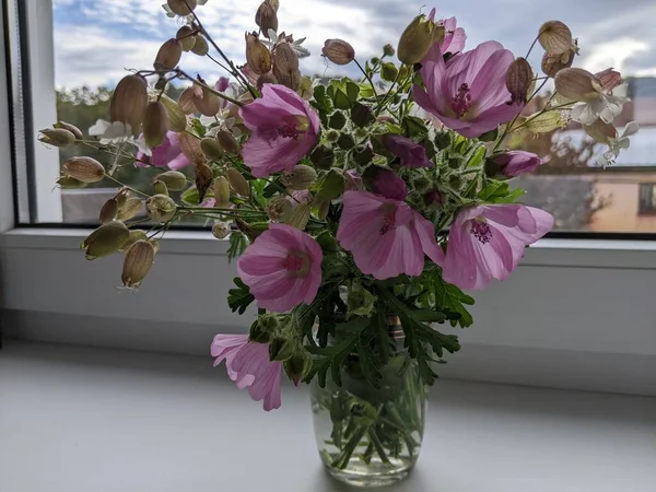 Grote Roze Kaasjesbloem Van Dichtbij Bloeiend Roze Kaasjeskruid Malva Alcea — Stockfoto