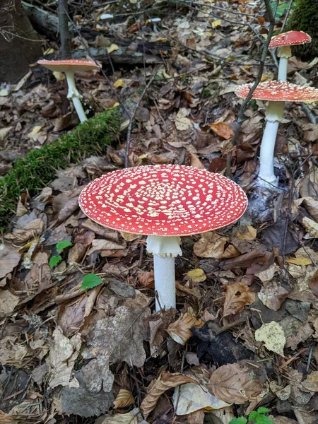 Fly Agaric Mushroom Amanita Muscaria Fly Agaric Red Cap Fly — Stock Photo, Image